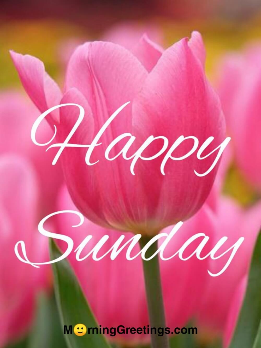 40 Wonderful Happy Sunday Morning Images Morning Greetings Morning 